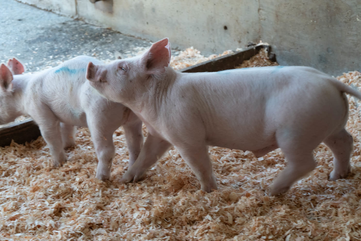 Two piglets standing in fresh straw bedding