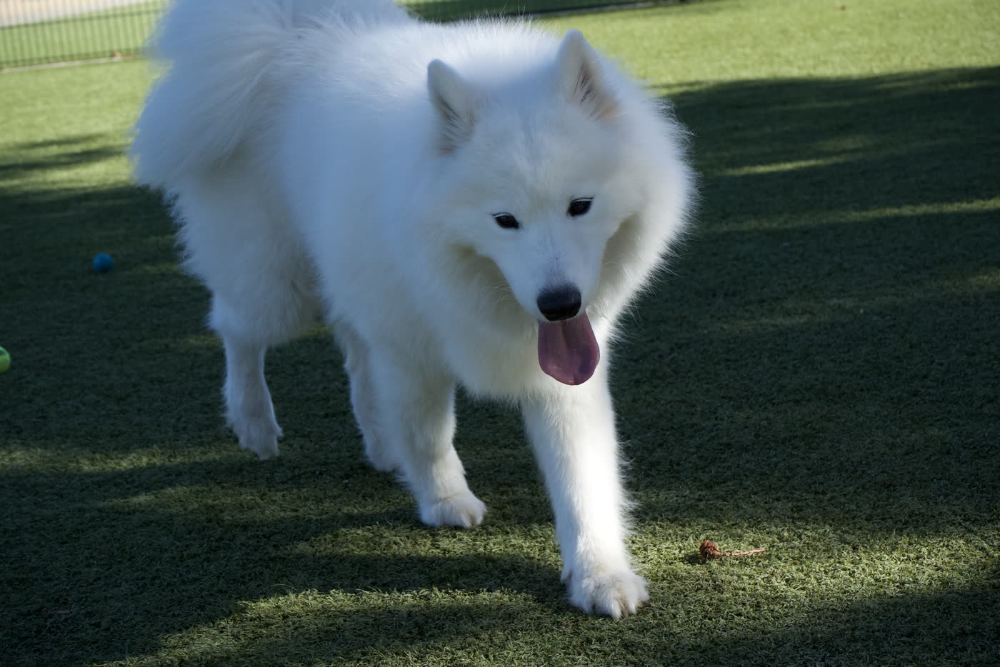 A white Samoyed trotting across grass with its tongue out