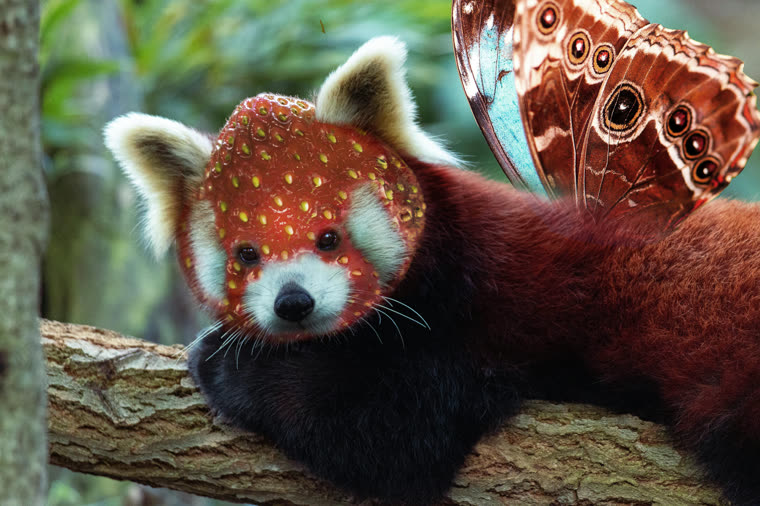 A red panda composited with strawberry-seed fur and butterfly wings